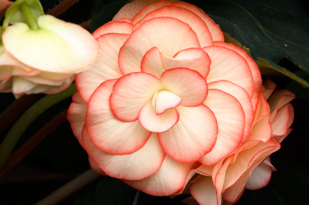 Begonia Tuberous