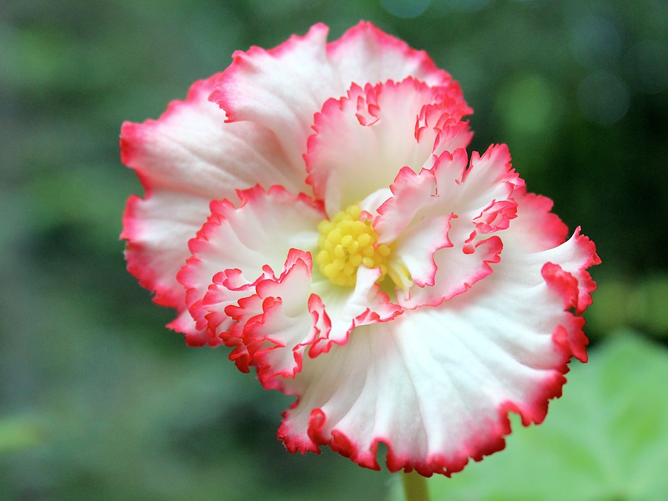 Begonia Tuberous
