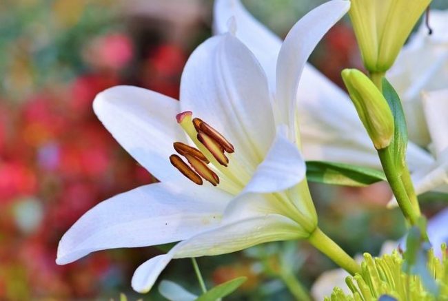 5 Bunga Untuk Menambah Aroma Segar Di Rumah Kamu