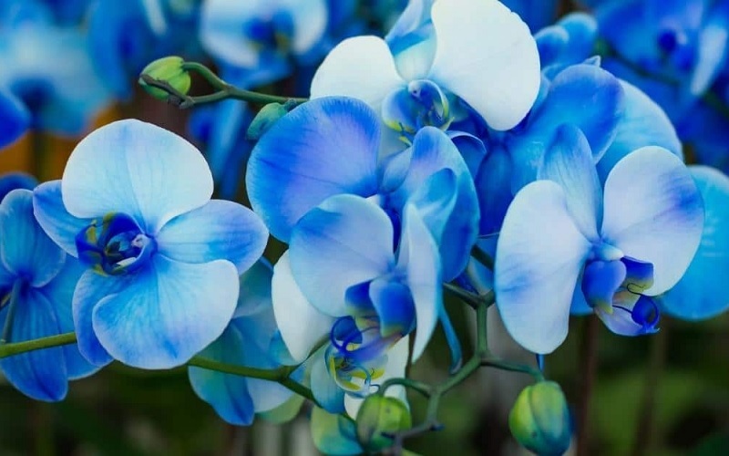 Biru