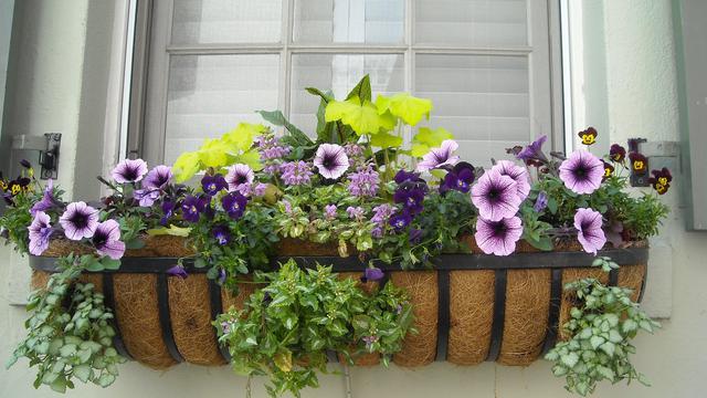 Alasan Kamu Harus Memiliki Bunga di Rumah Kamu