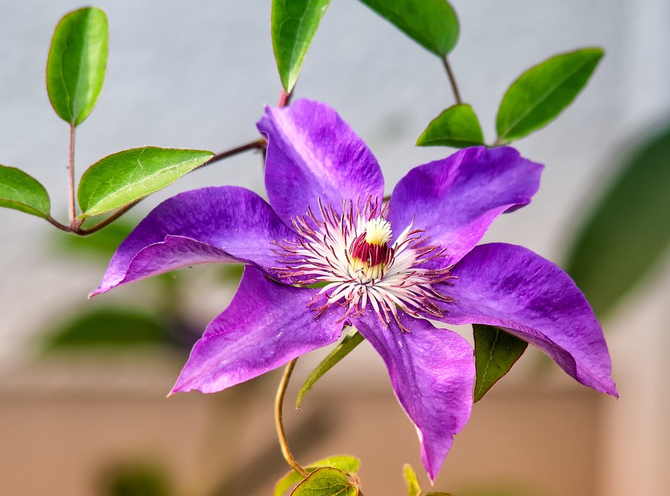 5 Bunga Cantik Yang Perlu Diperhatikan Saat Memberi Hadiah